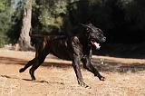 CANE CORSO 094
